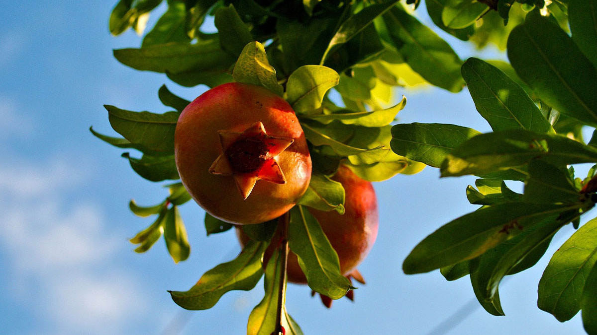 pomegranate 712067_1920 e1557304856440